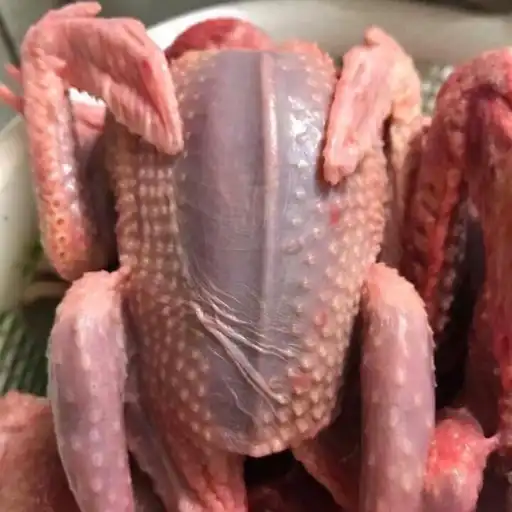 Chim bồ câu thịt